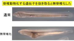 脊椎動物になるために必要な遺伝子（エンドセリン）を抜き取るとヤツメウナギが無脊椎化してしまった