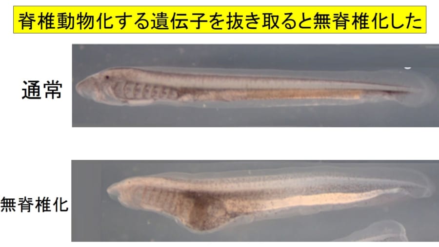 5億年前に生物を「脊椎動物にした遺伝子」を発見！ヤツメウナギに無脊椎化する先祖返りが発生