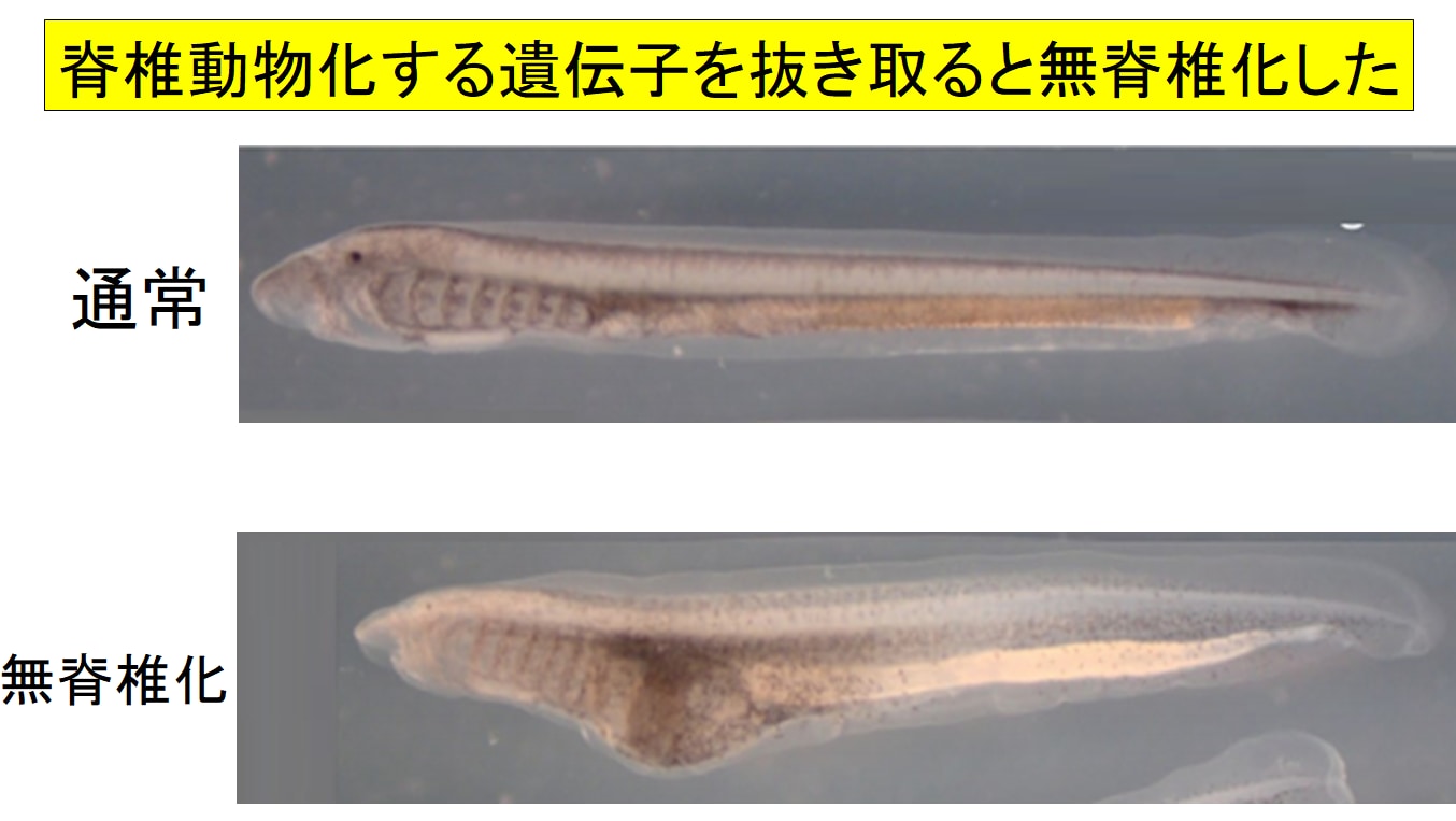 脊椎動物になるために必要な遺伝子を抜き取るとヤツメウナギが無脊椎化してしまった