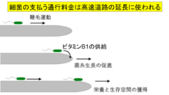 高速道路のお代はビタミンB1（チアミン）で結構