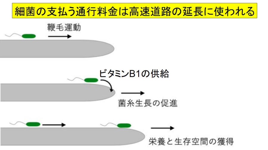 細菌はカビ菌糸の「高速道路」を移動して「通行料」も払っていた