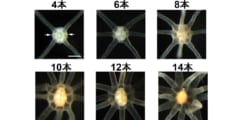 イソギンチャクの触手の数は遺伝子ではなく「エサ」で決まるという研究結果の画像 3/5