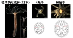 イソギンチャクの触手の数は遺伝子ではなく「エサ」で決まるという研究結果の画像 2/5