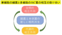 単細胞の細菌と多細胞のカビ菌の共生関係