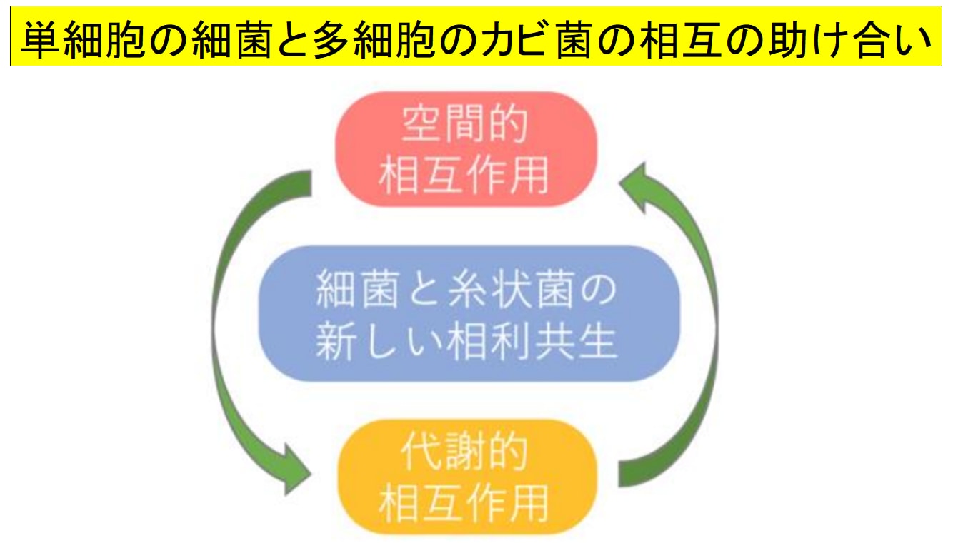 単細胞の細菌と多細胞のカビ菌の共生関係