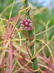 寄生植物は宿主が開花する時期を“ 盗聴”して一緒に開花するの画像 3/4