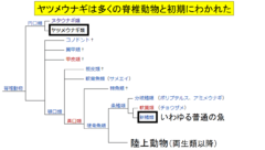 ヤツメウナギは原始的な脊椎動物である