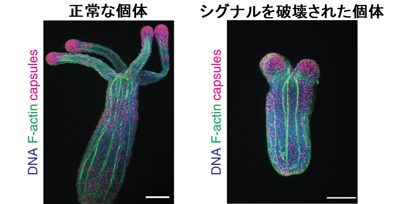 イソギンチャクの触手の数は遺伝子ではなく「エサ」で決まるという研究結果の画像 4/5