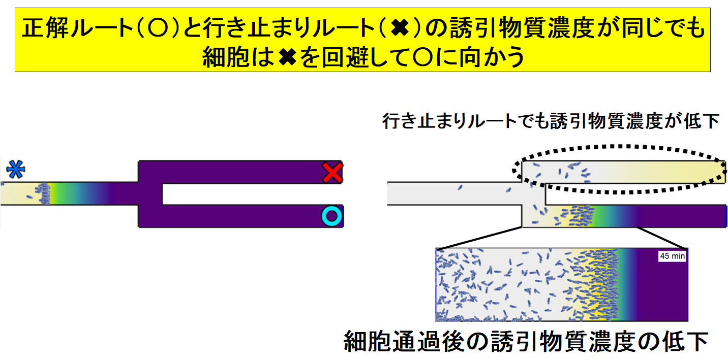 「アメーバ」は人間よりも迷路攻略が得意だった！行き止まり回避能力の謎が解明されるの画像 3/6