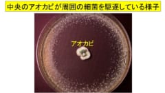 中央のアオカビが分泌するペニシリンのせいで周囲の細菌が駆逐されている