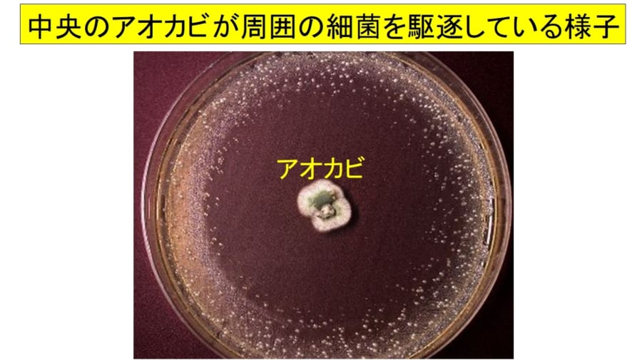 中央のアオカビが分泌するペニシリンのせいで周囲の細菌が駆逐されている