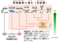 脊椎動物の進化