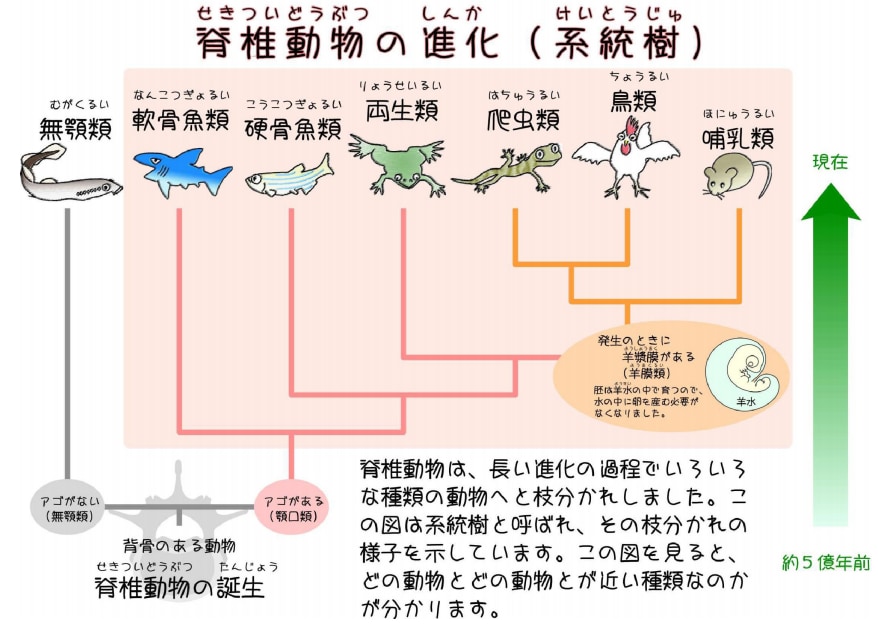 脊椎動物の進化