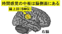 「時間の長短」を感じる脳の部位が特定される！ナゾだった”時が早く過ぎる日”の原因とは？の画像 1/5