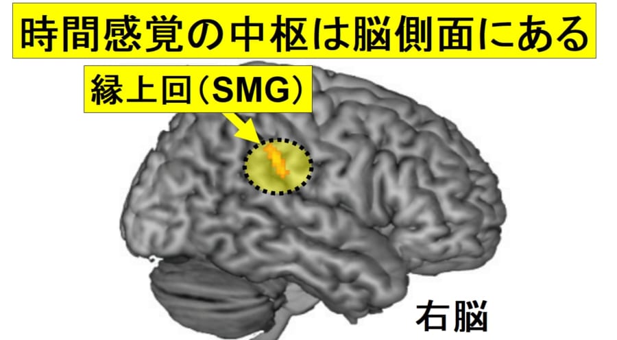 「時間の長短」を感じる脳の部位が特定される！ナゾだった”時が早く過ぎる日”の原因とは？