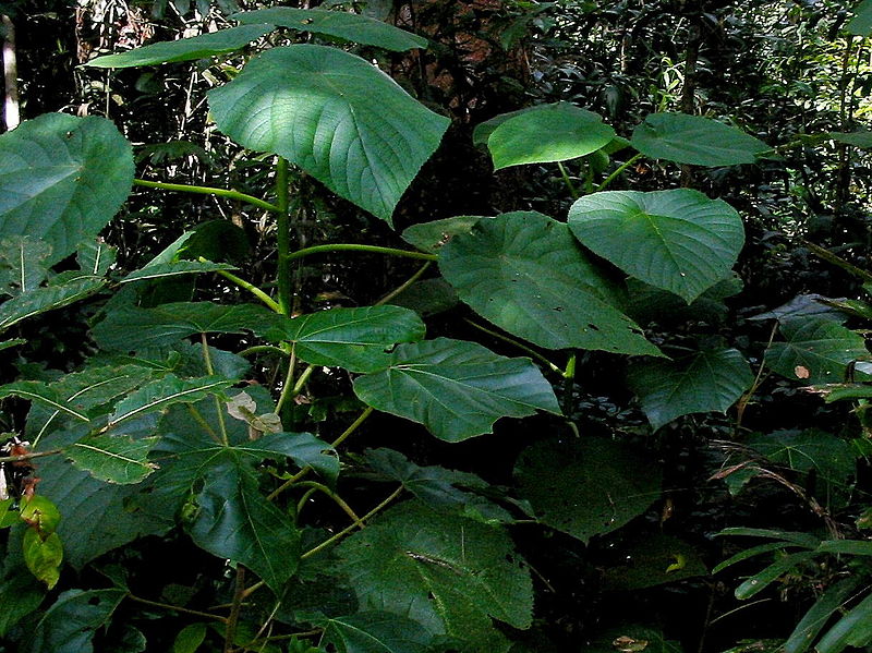 Dendrocnide moroides