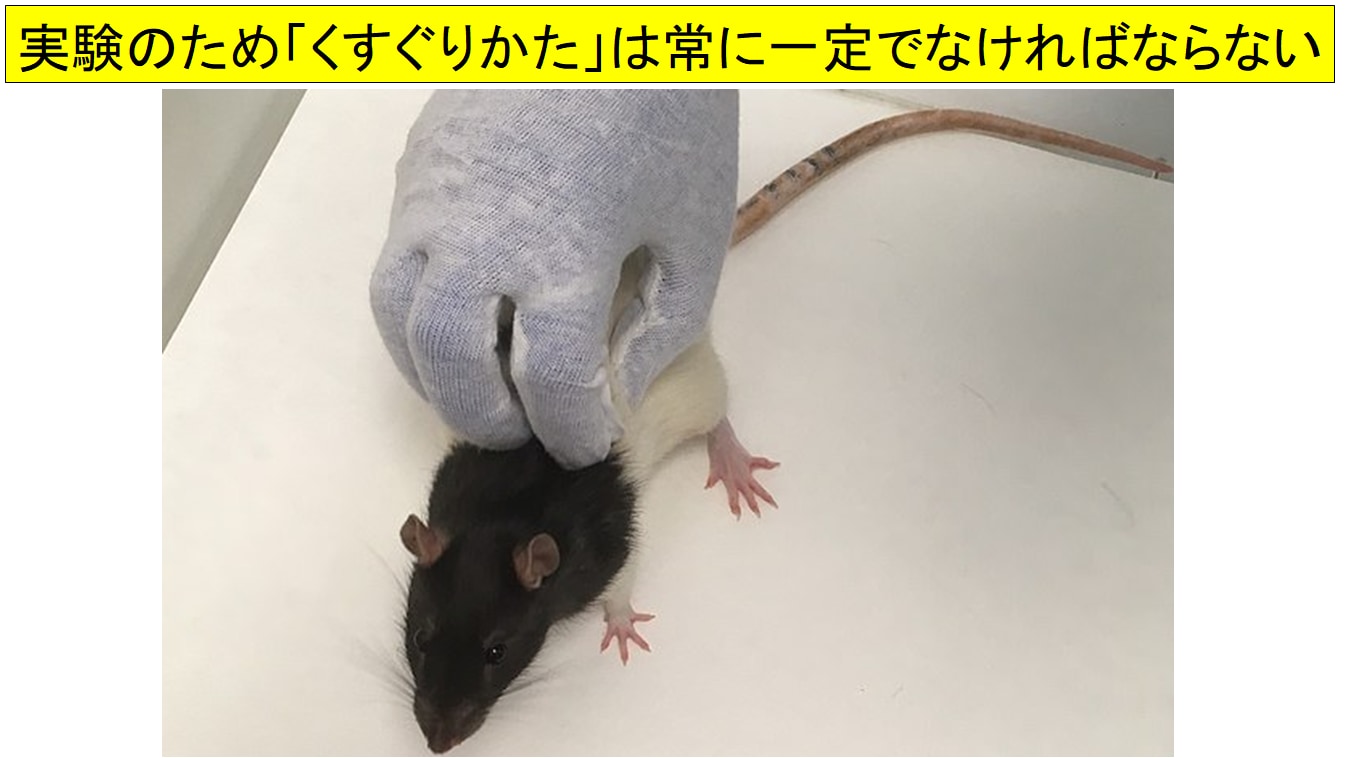 マウスはくすぐられると超音波で笑う