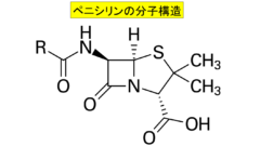 ペニシリンは細胞壁を作るために重要なタンパク質に結合して働きを奪う