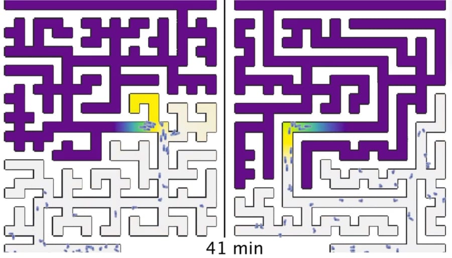 「アメーバ」は人間よりも迷路攻略が得意だった！行き止まり回避能力の謎が解明される