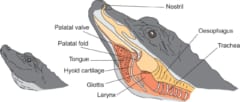 ワニの声道構成。