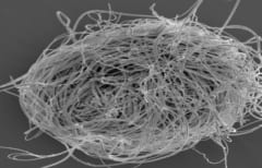 現代の貝形虫類の巨大な精子