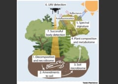 「植物の変化」から”森に隠された死体”を発見する研究の画像 3/4