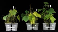 寄生植物は宿主が開花する時期を“ 盗聴”して一緒に開花するの画像 4/4