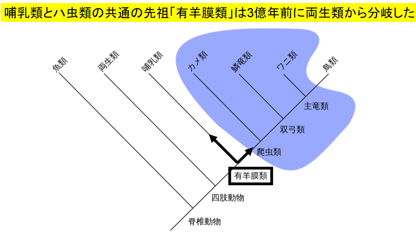 孤独なカメの赤ちゃんも「顔の模様に惹かれる」と判明。子どもが親の顔を見て微笑む理由が覆る！の画像 5/5