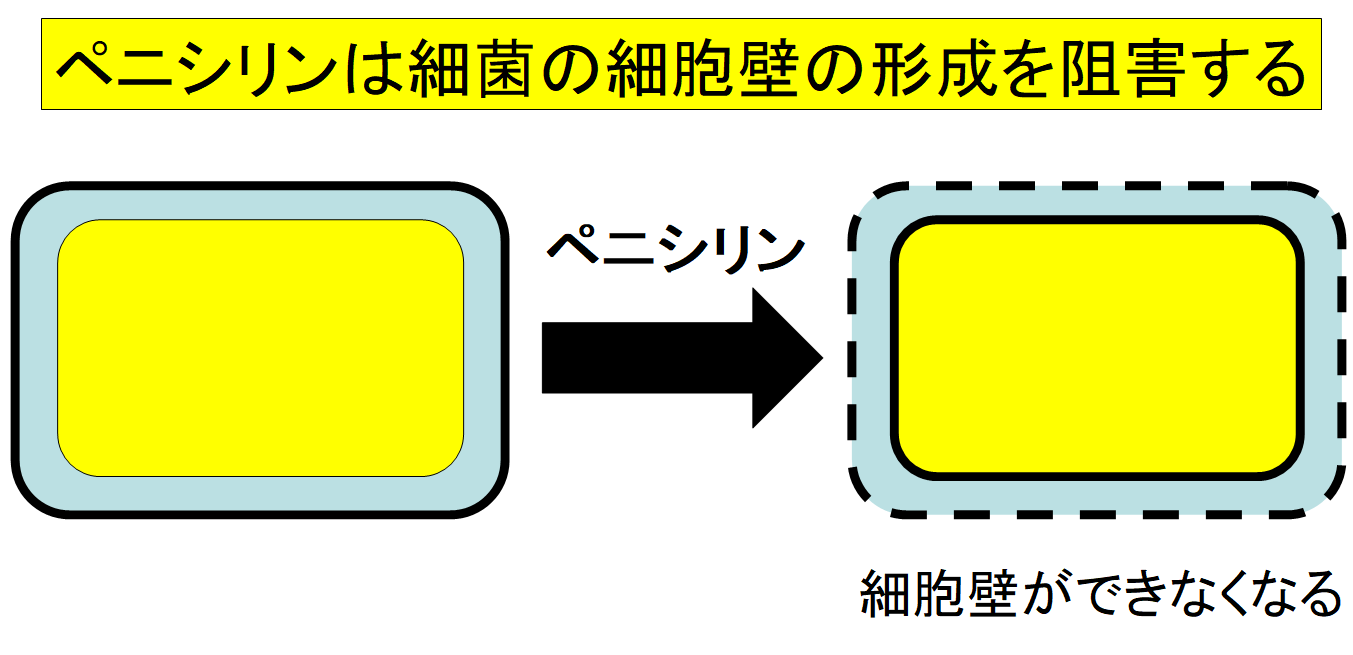 ペニシリンは細菌が細胞壁を作るのを邪魔して生きられないようにする