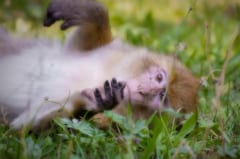 この50年で野生動物の数は平均68％も減少していたの画像 1/5