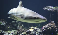 進化史が覆る!?サメは硬骨魚の祖先から”あえて軟骨にシフトした”という研究の画像 2/2
