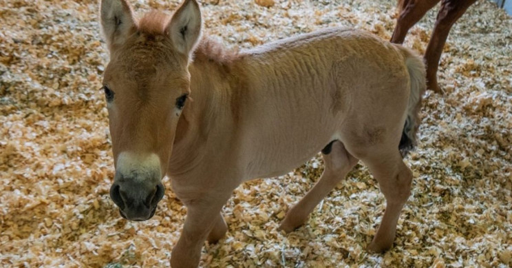 絶滅危惧にある「モウコノウマ」、”冷凍保存されたDNA”で世界初のクローン誕生に成功！