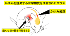 ずっと謎だった「体中の皮膚を擦ると”かゆみ”が治まる効果」が証明されるの画像 2/5