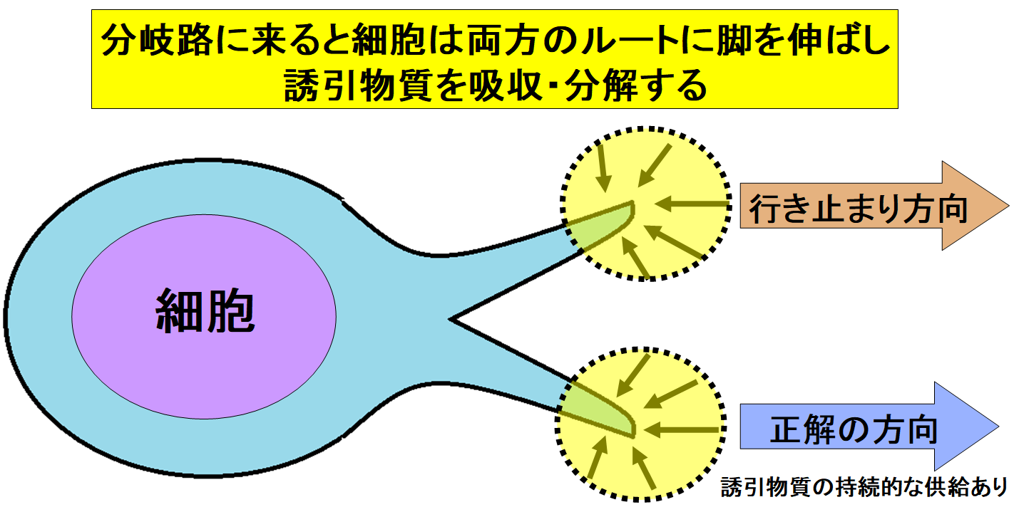 「アメーバ」は人間よりも迷路攻略が得意だった！行き止まり回避能力の謎が解明されるの画像 4/6