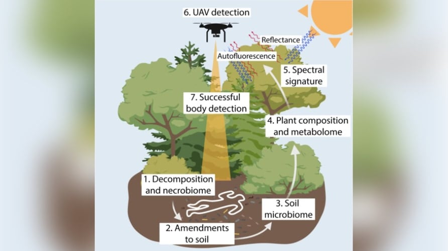 「植物の変化」から”森に隠された死体”を発見する研究