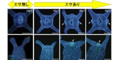 イソギンチャクの触手の数は遺伝子ではなく「エサ」で決まるという研究結果の画像 5/5