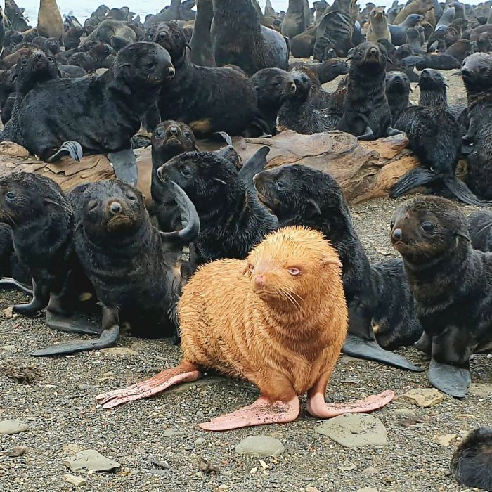 ginger-seal-albino-russia-tyuleny-island-5f59db355d3a1__700の画像