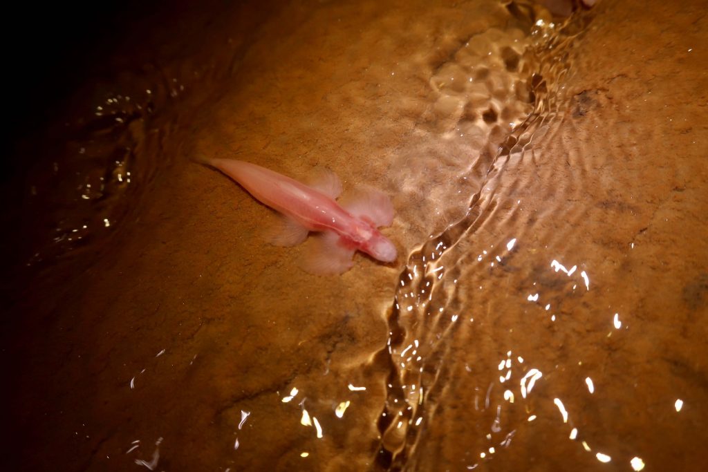 「歩ける魚」が新たに10種判明！共通点は他の魚類にはない”骨盤のカタチ”の画像 4/4