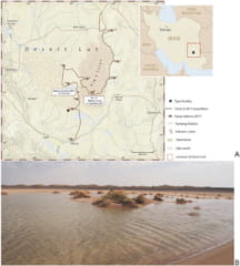 表面温度80℃の地球一暑い砂漠で、新たな「純白の甲殻類」が発見されるの画像 3/3