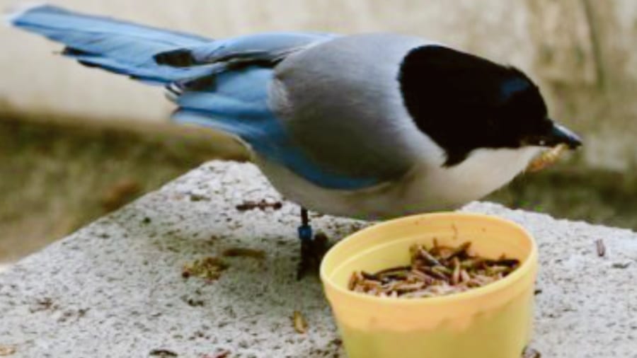 鳥類も人と同じ”思いやりの同情能力”を持って、エサを貧しい仲間に施すという研究結果