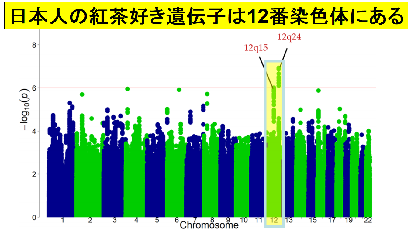 12q24は日本を含む東アジア人にしか存在しない遺伝子座である