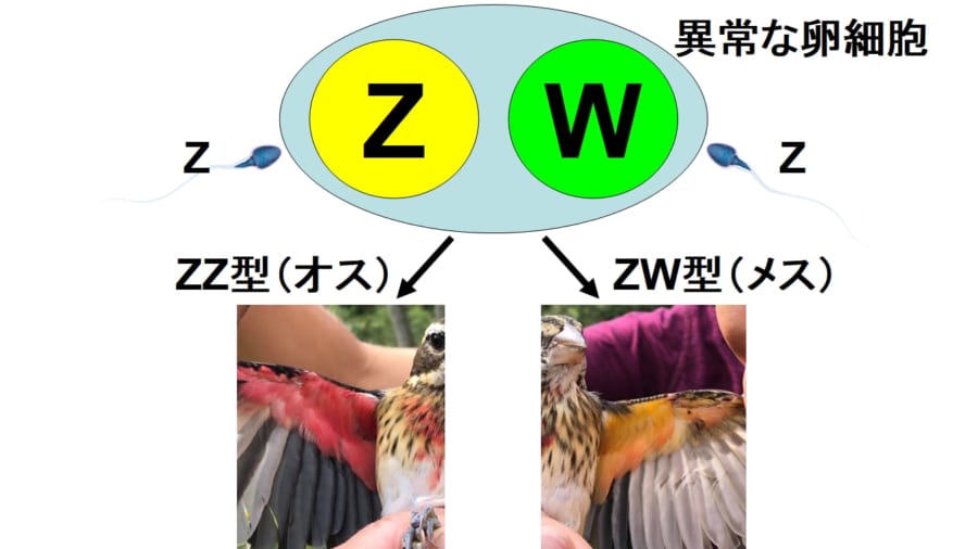 哺乳類はXYがオスでXXがメスだが、鳥の場合はZZがオスでZWがメスになる