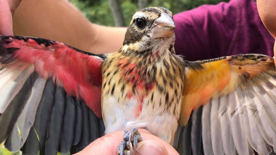 からだの”右半分がオスで左半分がメスの鳥”を発見！雌雄モザイクが起こる仕組みとは？