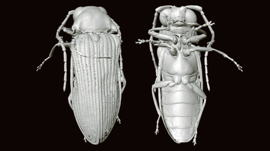 “琥珀から見つかった9900万年前のナゾの甲虫”の正体が3D復元により暴かれる！ 日本のコメツキムシの祖先の可能性（ミャンマー）