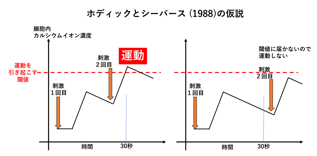 カルシウムイオン濃度が上昇し、ある閾値を超えると葉が閉じる