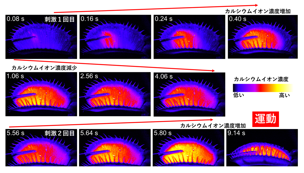 1回目から30秒以内に刺激を与えると閾値を超えて葉が閉じた