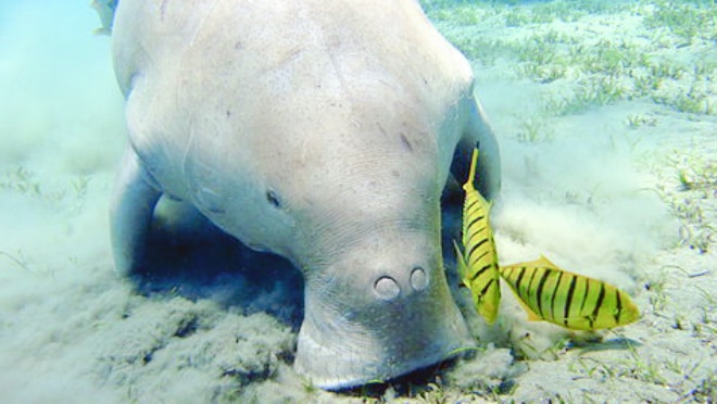 海中に沈んだエジプトの砂漠！ ジュゴンから見る過去の地球