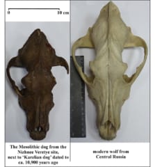 約1万年前の古代イヌ（左）、ロシアに分布する今日のオオカミ（右）