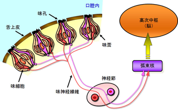 物質が味蕾に触れると、味が脳に伝わる