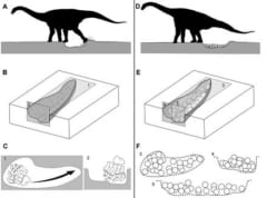 ティタノサウルスの巣作り